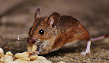 24 Hour & Emergency Exterminators in Penn Avon, PA